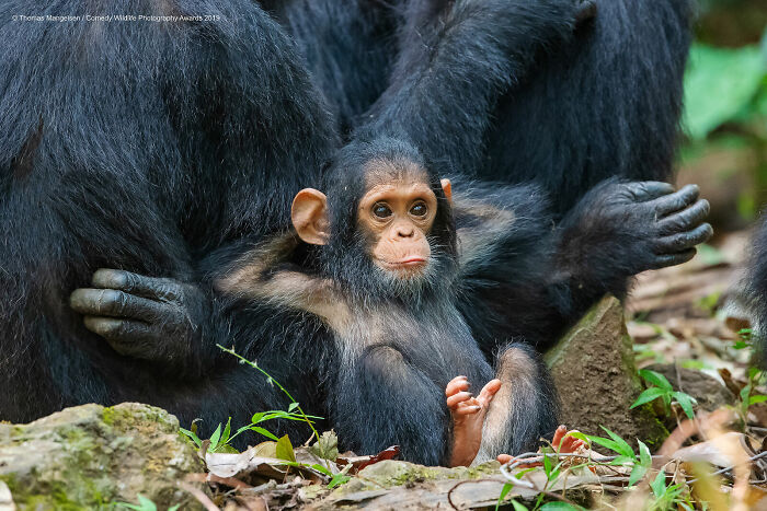 A baby chimpanzee relaxing with hands behind its head, a funny Nikon Comedy Wildlife Awards finalist photo.