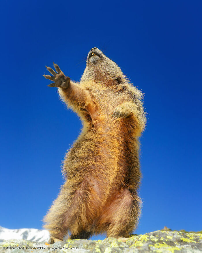A marmot stands on its hind legs with a paw raised against a clear blue sky, a funny Nikon Comedy Wildlife Awards finalist photo.