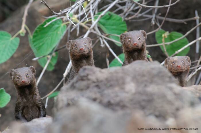 Four small mongooses peeking over a rock with comical expressions, a funny Comedy Wildlife Awards finalist photo.