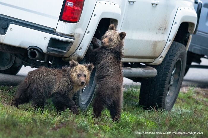 Two grizzly bear cubs curiously investigating the wheel well of a white pickup truck, a Comedy Wildlife Awards finalist photo.