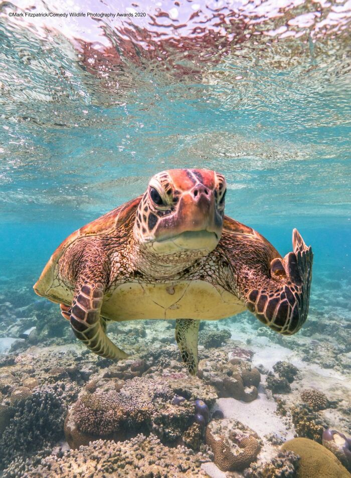 An underwater photo of a sea turtle appearing to give a rude gesture, a funny Nikon Comedy Wildlife Awards finalist photo.