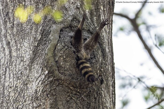 A raccoon hangs upside down out of a tree hollow, a funny Nikon Comedy Wildlife Awards finalist photo.
