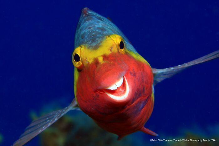 A vibrant, smiling fish with red, yellow, and blue colors, a funny Nikon Comedy Wildlife Awards finalist photo.