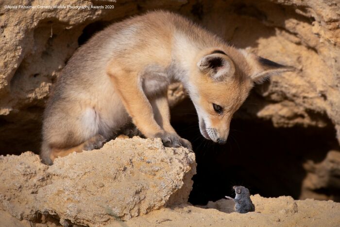 A small fox kit peeking into a den at an even smaller rodent, a funny Nikon Comedy Wildlife Awards finalist photo.