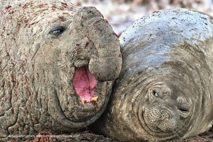 Two mud-covered seals, one seemingly laughing with its mouth open, the other smiling, funny Nikon Comedy Wildlife Awards finalist photos.