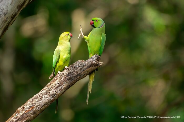 A funny Comedy Wildlife Awards photo depicting two parakeets on a branch, one seemingly gesturing to the other.