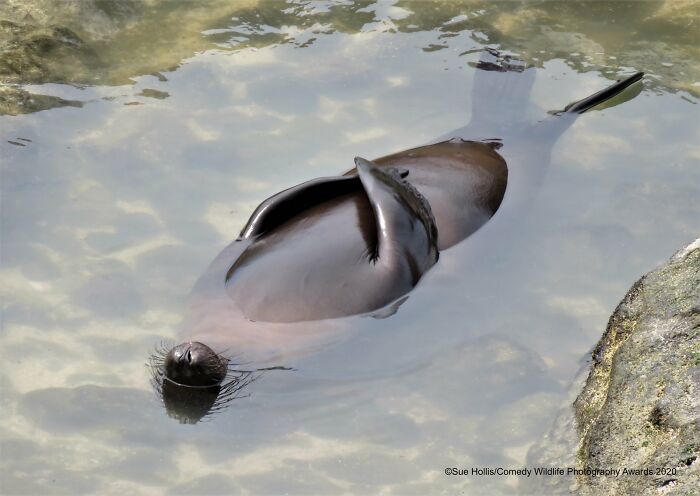A humorous Comedy Wildlife Awards photo of a sea lion sleeping on its back in shallow water, resembling a flip-flop.