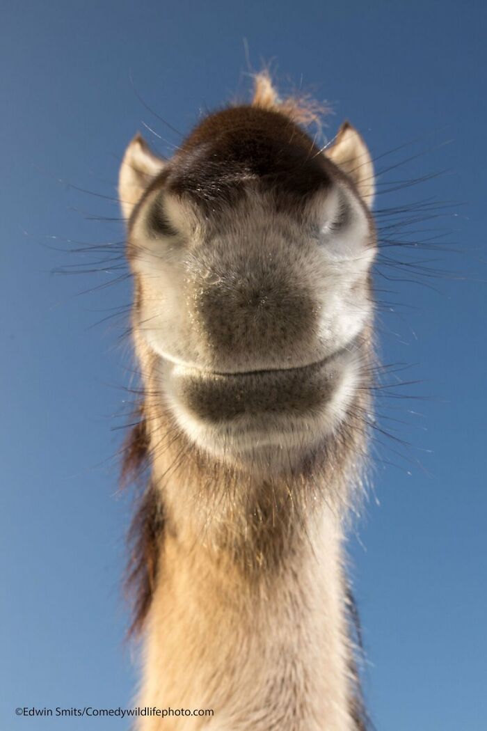 A close-up, low-angle shot of a horse's smiling snout against a clear blue sky, a Comedy Wildlife Awards finalist photo.
