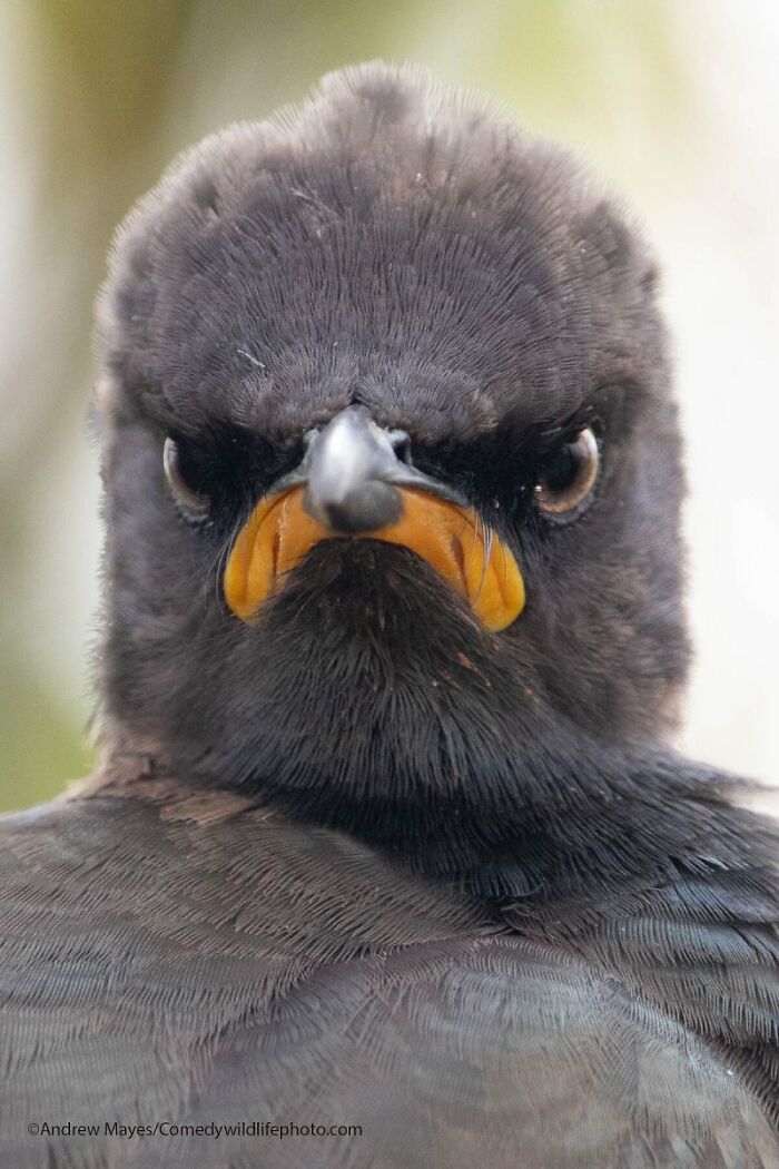 A close-up funny Comedy Wildlife Awards finalist photo of a black bird with an angry expression.