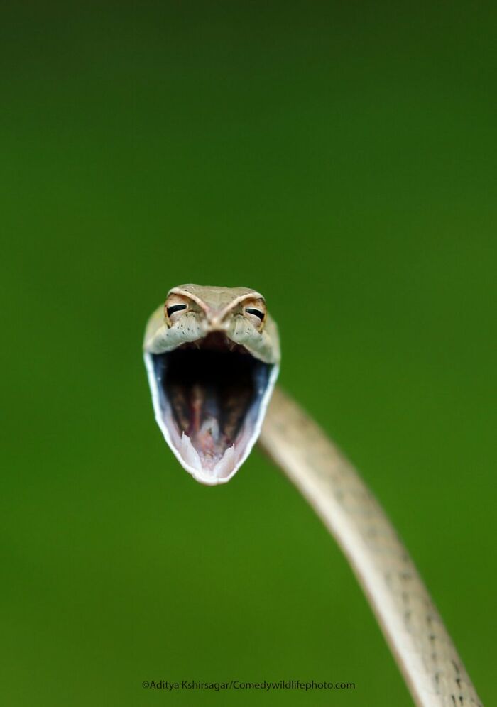 A snake with its mouth wide open, captured against a vibrant green background, a funny Comedy Wildlife Awards finalist photo.