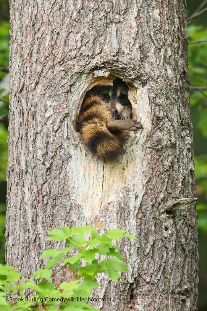 A fluffy raccoon peeking out from a hollow in a tree, a funny Comedy Wildlife Awards finalist photo.