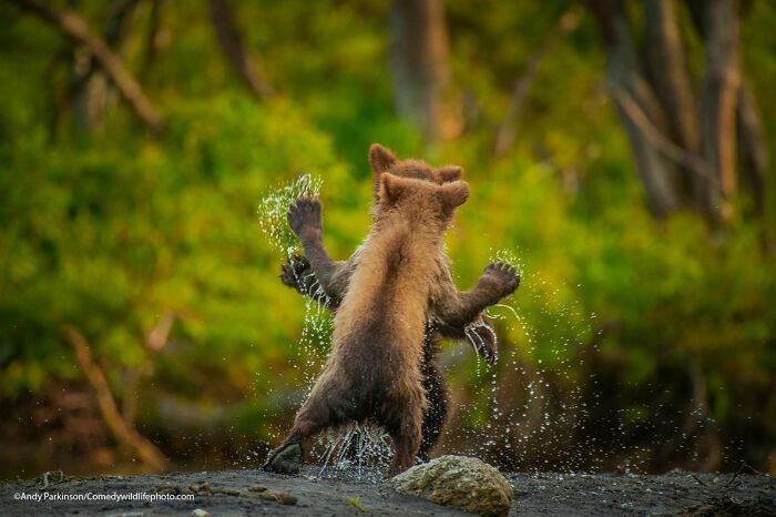Two brown bear cubs standing on hind legs, splashing water in a playful fight, funny Nikon Comedy Wildlife Awards finalist photos.