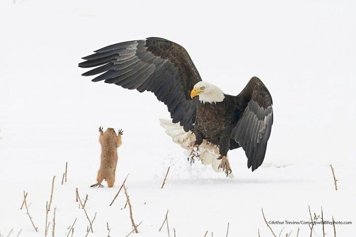 An amusing Comedy Wildlife Awards finalist photo showing a prairie dog standing on hind legs facing a landing eagle.