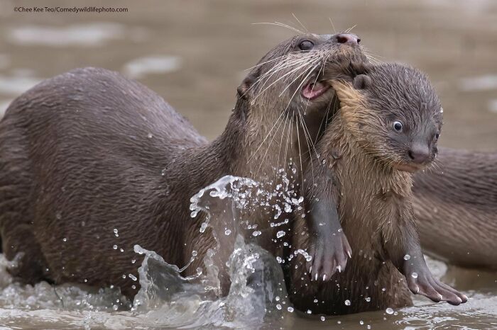 A funny Comedy Wildlife Awards photo of an otter appearing to bite its pup, creating a splash in the water.