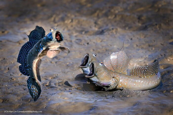 Two mudskippers with open mouths, one leaping, in a muddy environment, funny Nikon Comedy Wildlife Awards finalist photos.