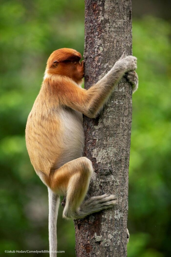 A hilarious Comedy Wildlife Awards photo of a proboscis monkey hugging a tree trunk with a comical expression.
