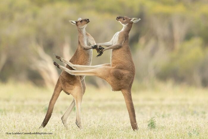 Two kangaroos appear to be dancing or fighting in a funny wildlife moment, a Nikon Comedy Wildlife Awards finalist.