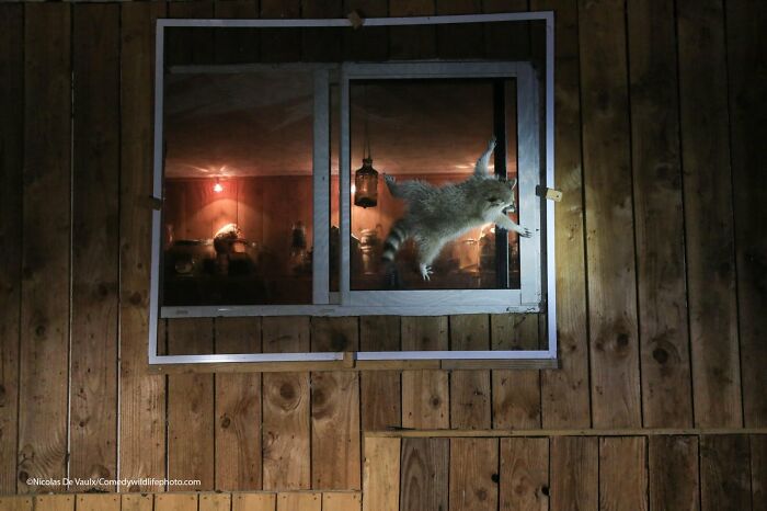A raccoon comically jumps through a window, captured as a funny wildlife photo for the Nikon Comedy Wildlife Awards.