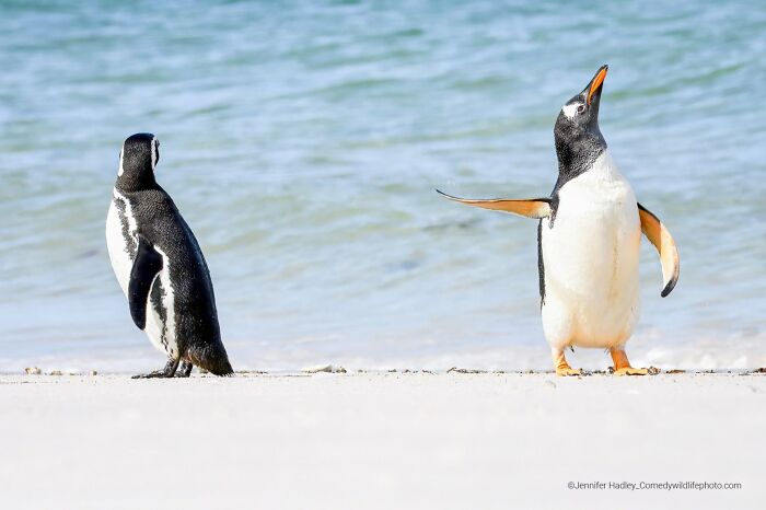 Two penguins on a beach, one looking up with an outstretched wing, a funny wildlife photo from the Nikon Comedy Wildlife Awards.