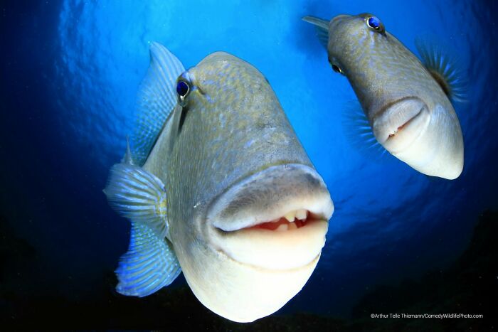 Two fish with comical expressions, one with an open mouth and teeth, a funny wildlife moment from the Nikon Comedy Wildlife Awards.
