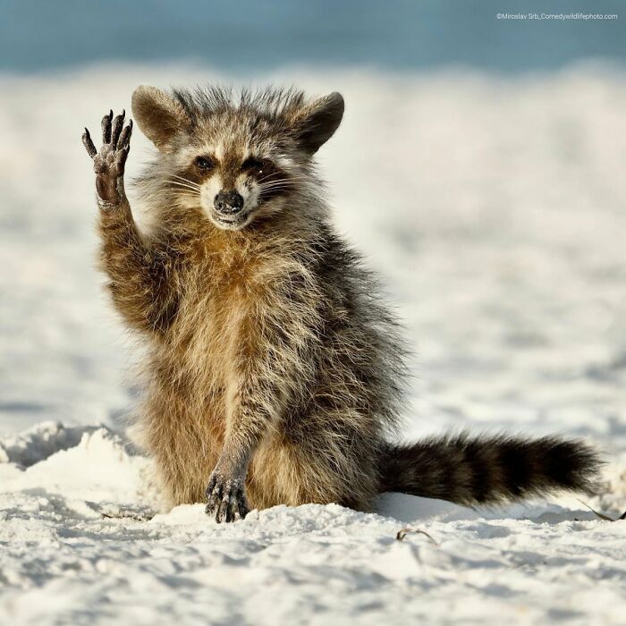 A raccoon sitting in snow, waving its paw, a funny wildlife image from the Nikon Comedy Wildlife Awards finalist collection.