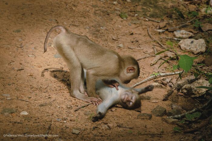 A baby monkey playfully pounces on another, making for a funny Comedy Wildlife Awards finalist photo.