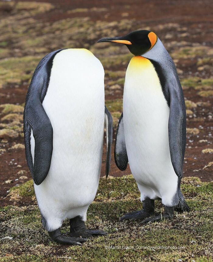 Two King Penguins, one appearing headless, a funny Comedy Wildlife Awards finalist photo.