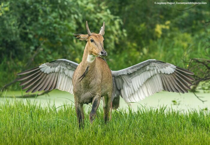 A deer with wings, an optical illusion creating a funny Comedy Wildlife Awards finalist photo.