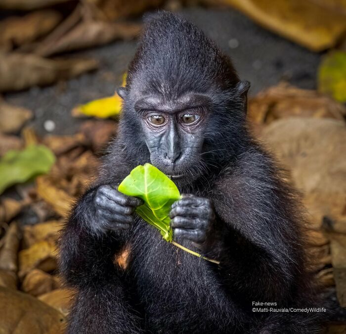 A black monkey thoughtfully examining a green leaf, a Comedy Wildlife Awards finalist photo.