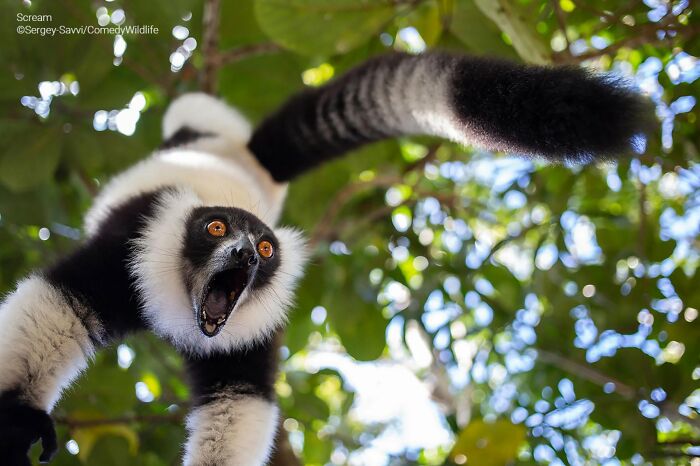 A black and white ruffed lemur screaming while hanging upside down, a funny Comedy Wildlife Awards finalist photo.