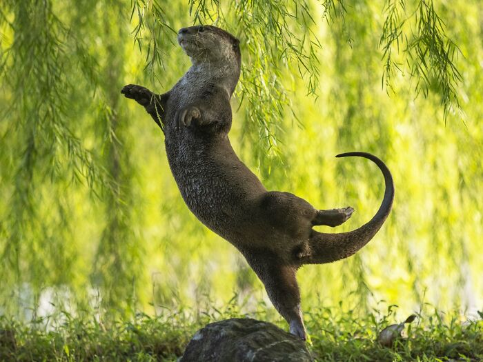 A finalist photo from the Nikon Comedy Wildlife Awards showing an otter standing on its hind legs under green foliage.