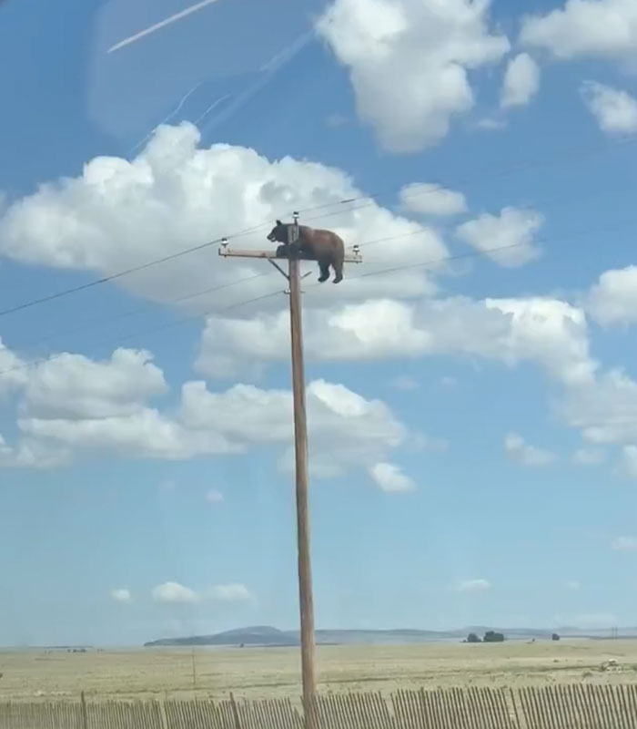 A bear stuck atop a telephone pole against a vast blue sky with fluffy white clouds, highlighting the viral story. A bear stuck atop a telephone pole against a vast blue sky with fluffy white clouds, highlighting the viral story.