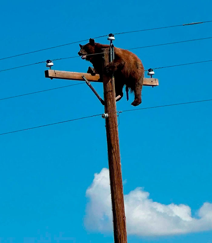 Close-up of a bear stuck atop a telephone pole, showing its distressed expression, from the viral story. Close-up of a bear stuck atop a telephone pole, showing its distressed expression, from the viral story.