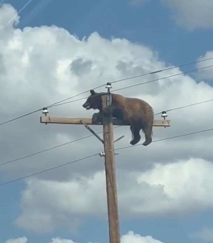 A bear precariously balanced on a telephone pole under a bright blue sky, part of the tragic viral story. A bear precariously balanced on a telephone pole under a bright blue sky, part of the tragic viral story.