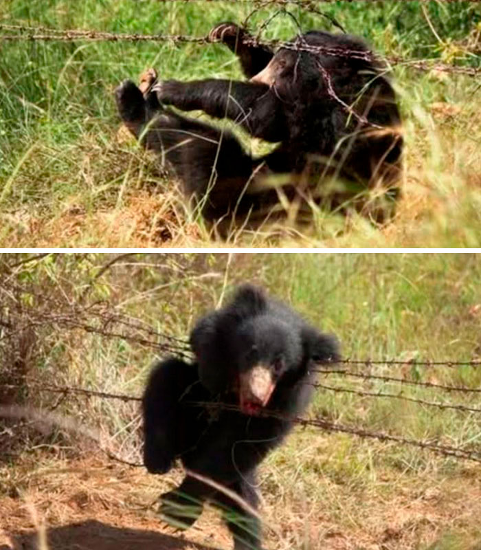 Tragic Update In Viral Story Of Bear Who Was Found Stuck Atop Telephone Pole Tragic Update In Viral Story Of Bear Who Was Found Stuck Atop Telephone Pole