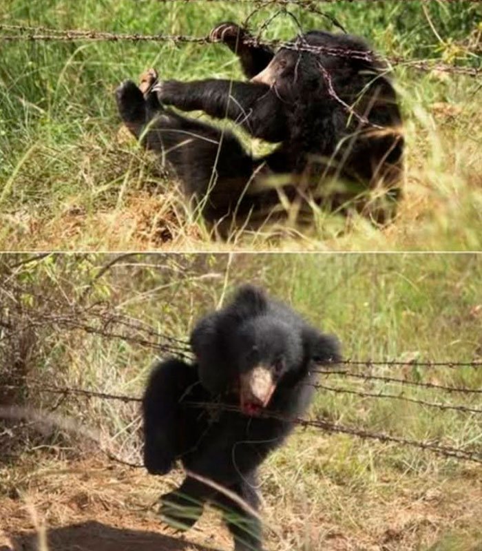 Images show a bear who was found stuck in a barbed wire fence, a tragic update in a viral story. Images show a bear who was found stuck in a barbed wire fence, a tragic update in a viral story.