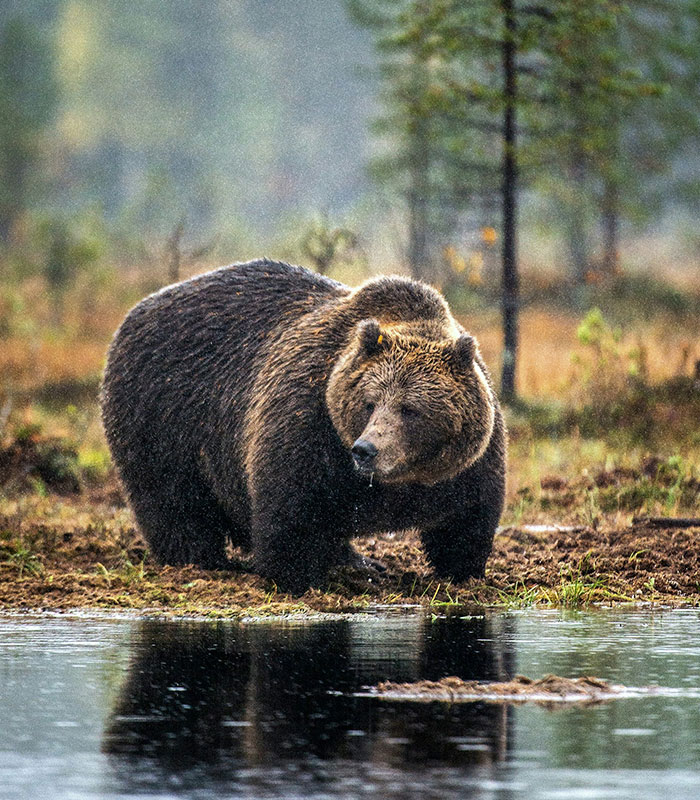 A bear stands near water, related to the tragic update in a viral story of a bear found stuck. A bear stands near water, related to the tragic update in a viral story of a bear found stuck.