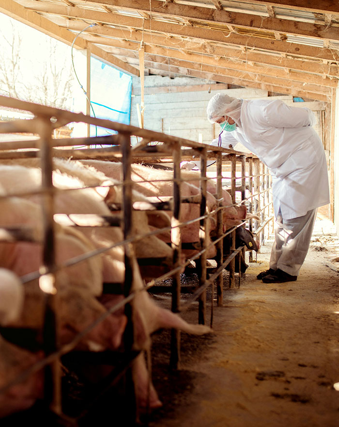 A veterinarian inspects pigs in a barn, highlighting the source of the creepy brain cancer story.