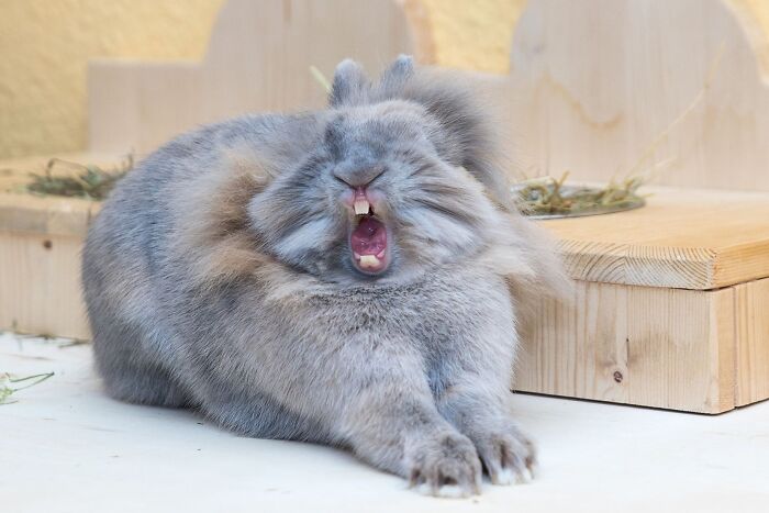 A fluffy grey rabbit yawns widely, showing its teeth, in a funny and ridiculous animal photo.