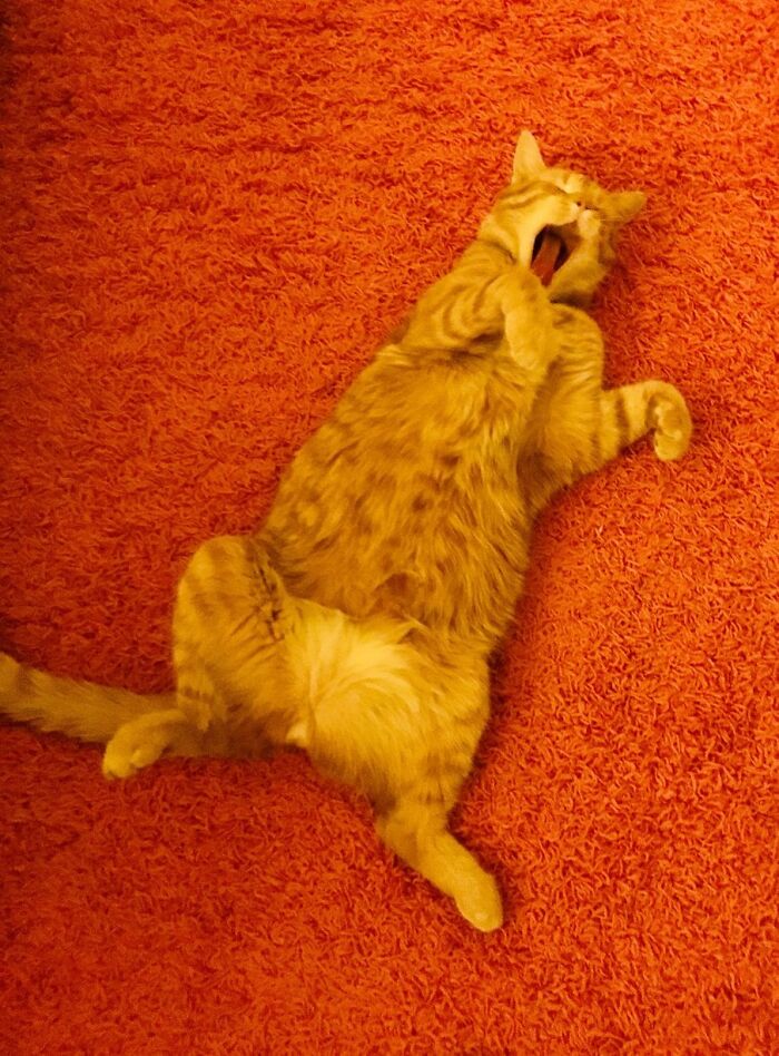 An orange cat lies on its back on an orange rug, yawning widely in a funny and ridiculous animal photo.