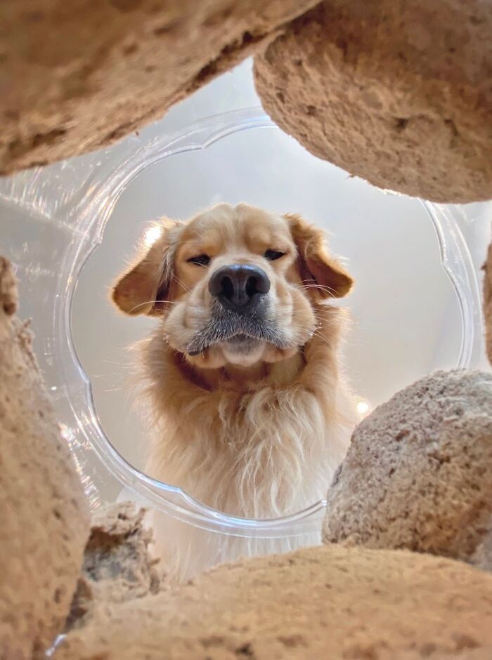 A golden retriever looking up through a clear container, a humorous animal photo.