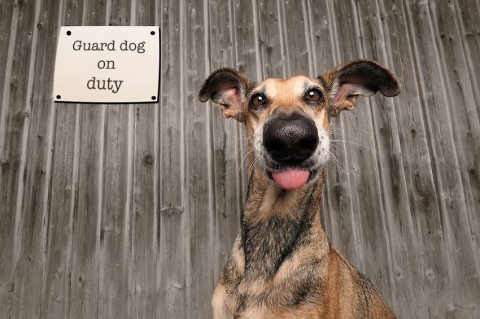 Funny animal photos: A dog with a wide nose and tongue sticking out, next to a sign saying guard dog on duty.