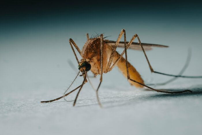 A close-up image of a mosquito. This image provides curious facts about the insect world.