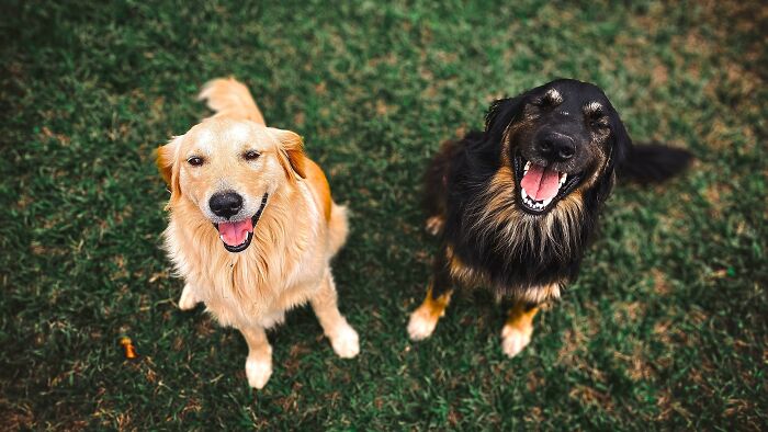 Two happy dogs on grass, one golden retriever and one black dog, looking up at the camera. Boyfriend's gift.
