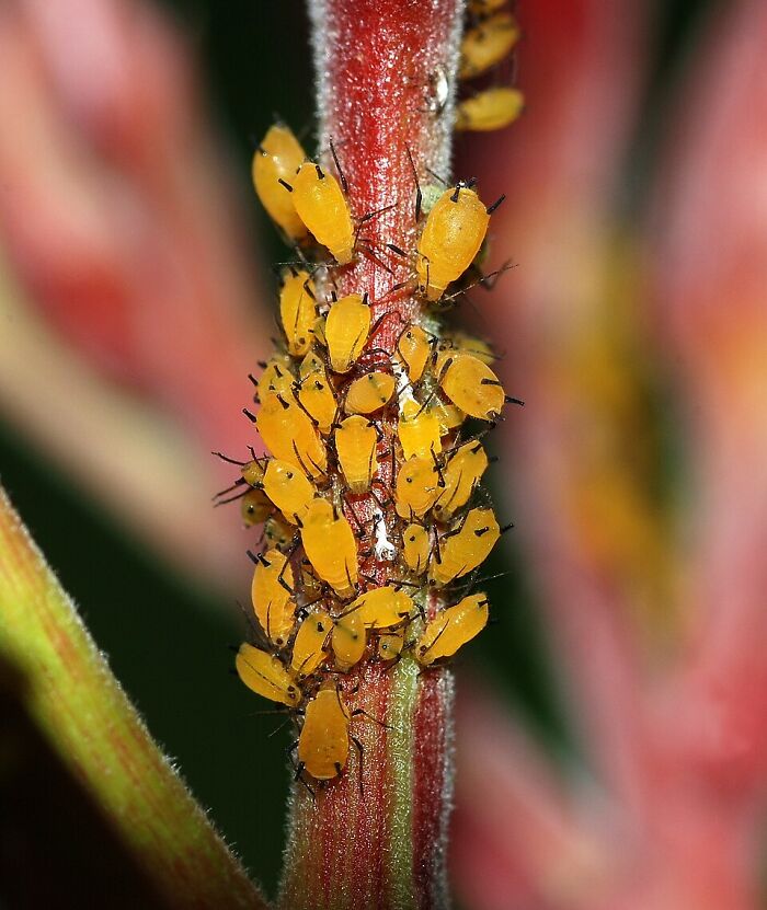 A cluster of yellow aphids on a plant stem, illustrating curious facts about insects.