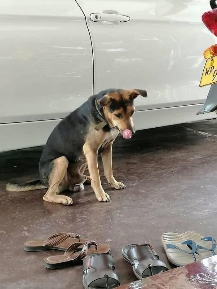 A funny dog meme of a dog looking down with its tongue out next to sandals, shared by Dog Memes Galore.