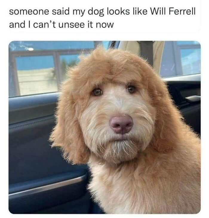 This Facebook Page Shares The Funniest And Cutest Animal Memes On The Internet, And Here Are 50 Of The Best Ones