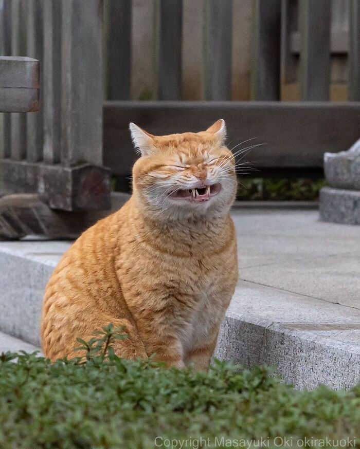 An orange street cat sits with eyes closed and mouth open in a funny expression, capturing feline life.