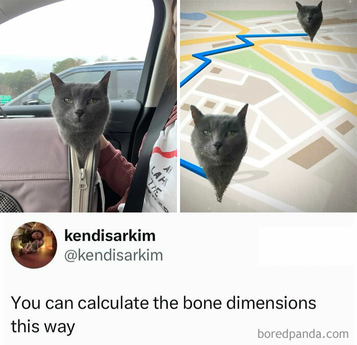 A funny image of a cat's head popping out of a bag, then superimposed onto a map as a GPS icon, for a quick laugh.