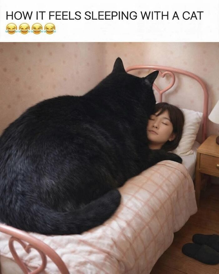 50 Cat Memes That Perfectly Capture Why Living With Cats Is Equal Parts Chaos And Comedy
